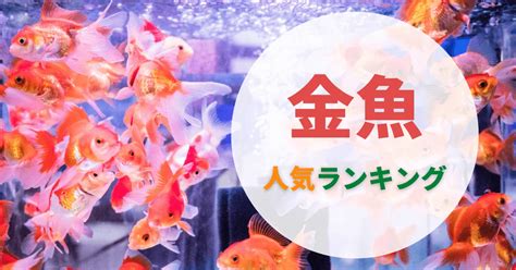 高級金魚種類|金魚の種類は？人気7種の特徴、値段まとめ